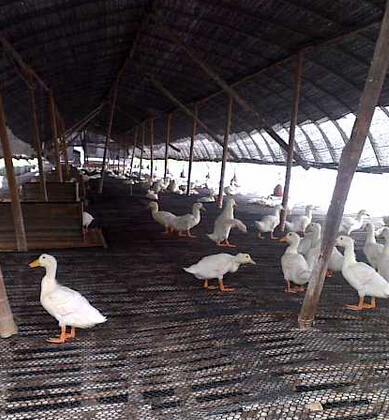 翰文公司水鸭养殖基地投入运营！
