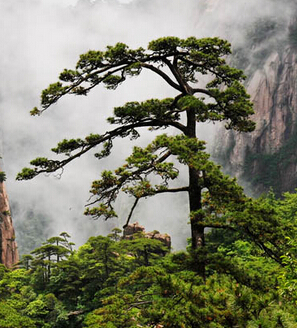 黄山旅游节